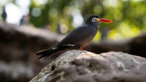 Side view of an Inca Tern perched on a rock