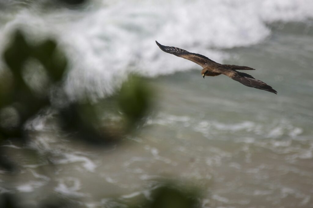 A Black kite soars over water, its dark wings spread.