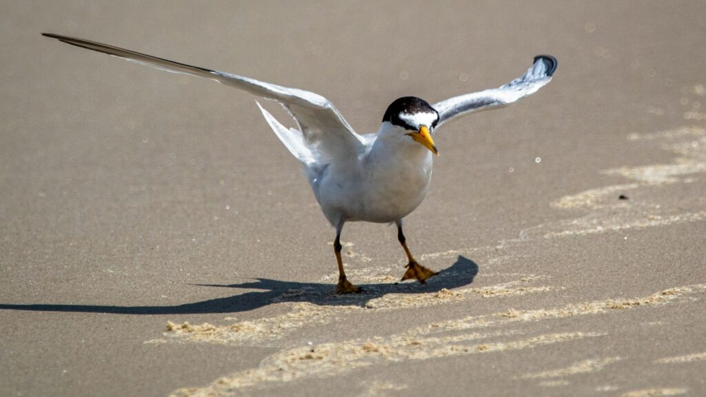 Tern walking on moist sand by the ocean shore