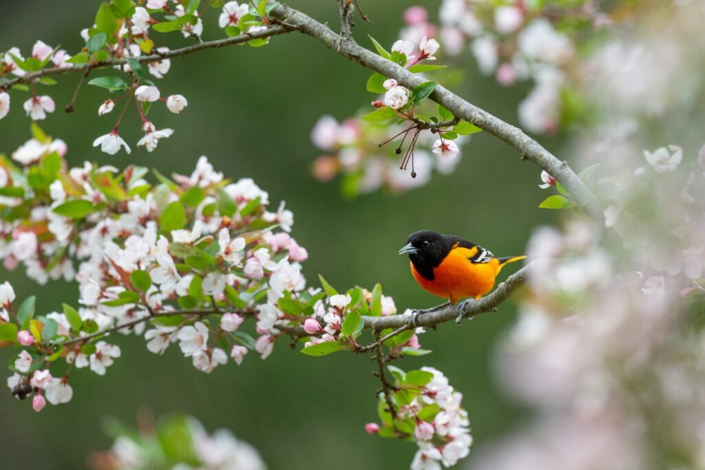 Baltimore Oriole perched on a flowering branch.