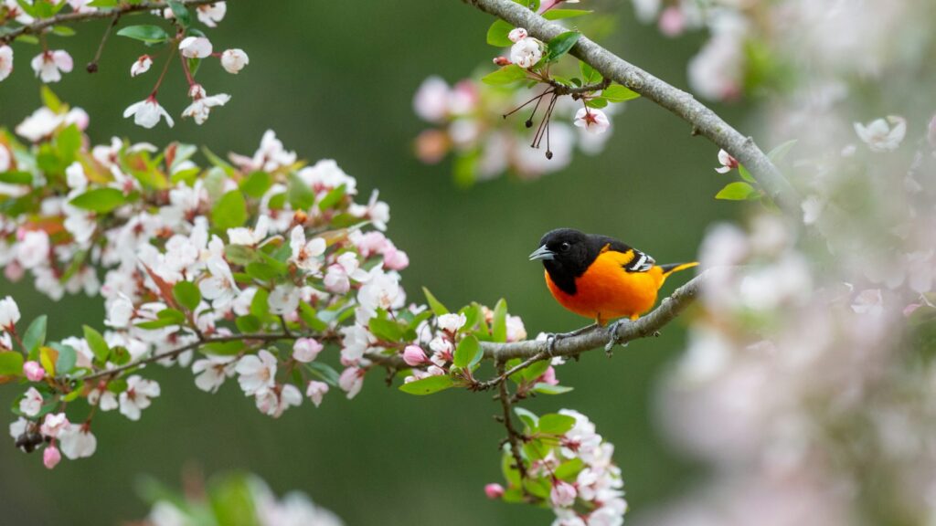 Baltimore Oriole perched on a flowering branch.