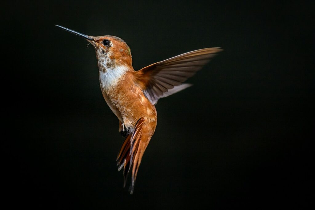 A Rufous Hummingbird is captured mid-flight.