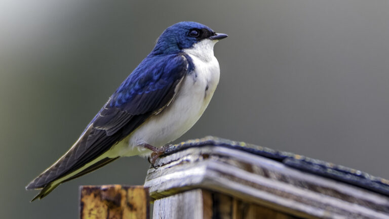A tree swallow with a blue head and white belly perches on a roof.