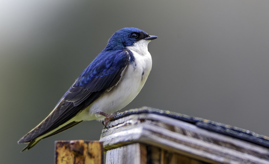 A tree swallow with a blue head and white belly perches on a roof.
