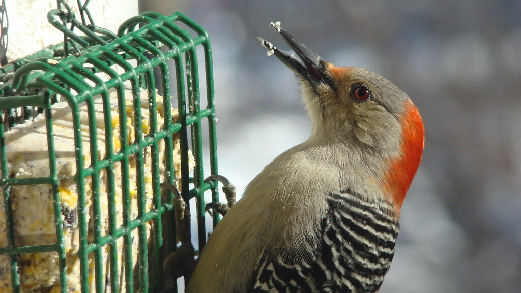 Pileated Woodpecker clinging upside down on suet feeder