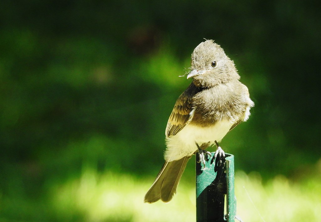 A Black Phoebe perches on a metal post against a blurred green backdrop.