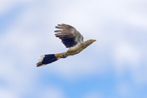 A Guira cuckoo soars gracefully with wings outstretched against a blue sky.