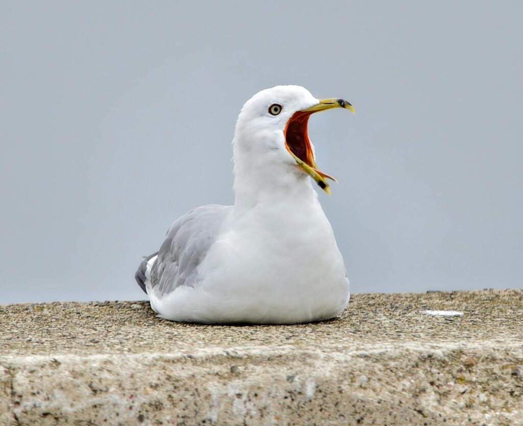 Detailed image of a seagull yawning, highlighting its beak and feathers against a clear sky.