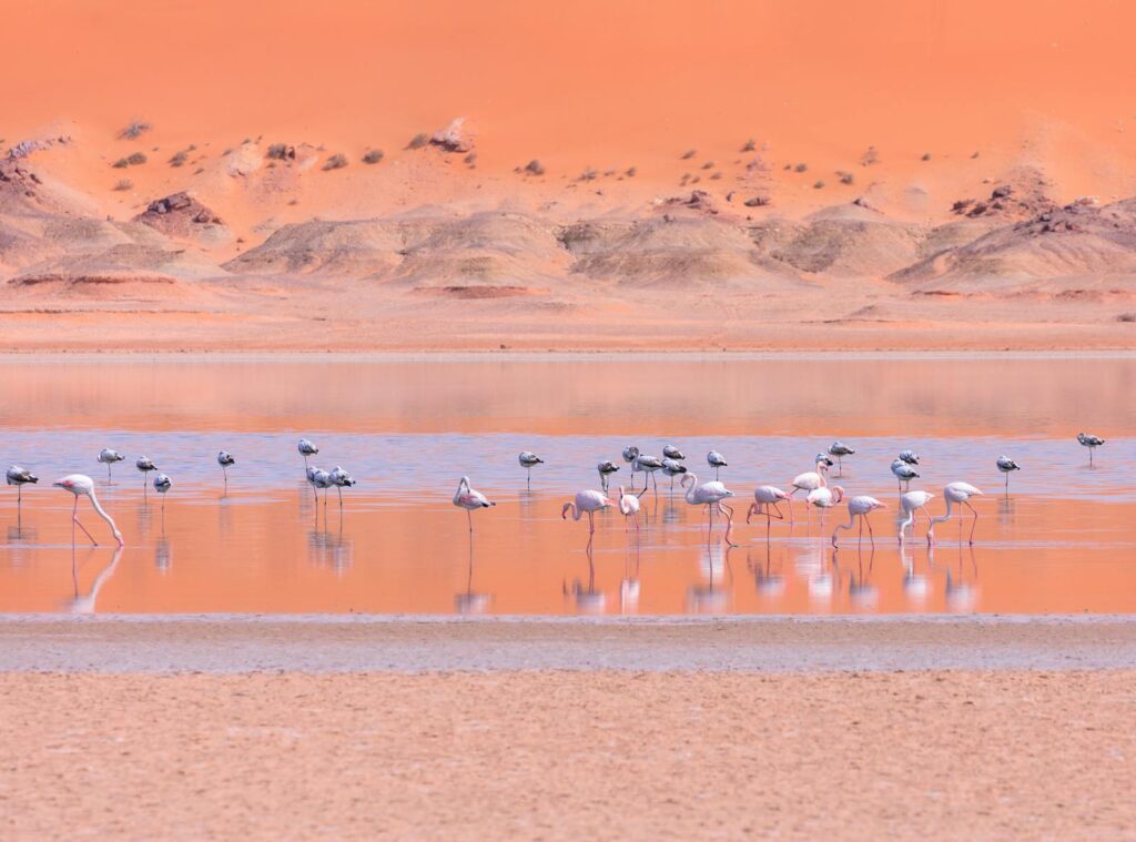 A flock of flamingos wading near sand, creates a vibrant desert oasis scene.
