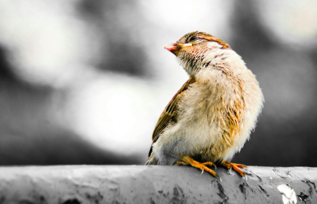 Close-up of a wet sparrow sitting on a branch during winter outdoors.