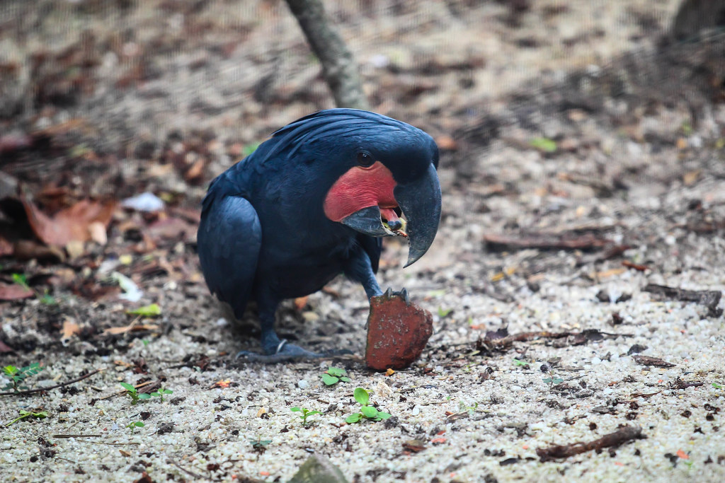 Palm Cockatoo