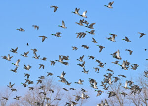 A large flock of Mallards flies against a clear blue sky.