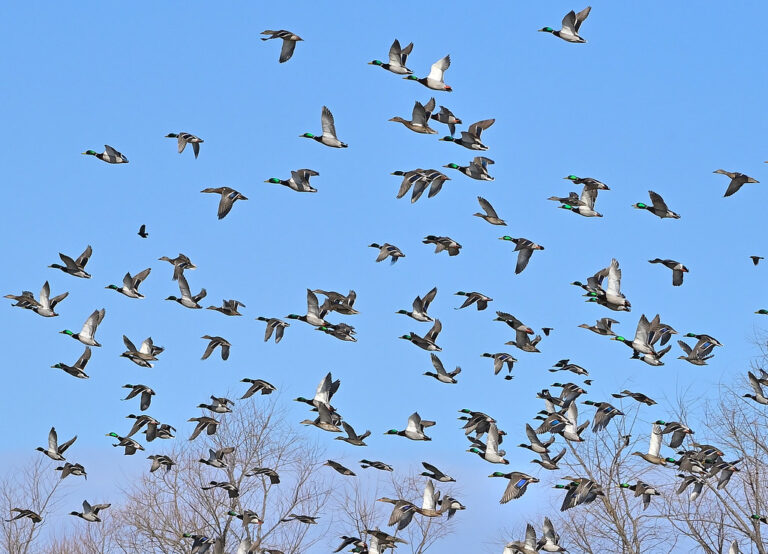 A large flock of Mallards flies against a clear blue sky.