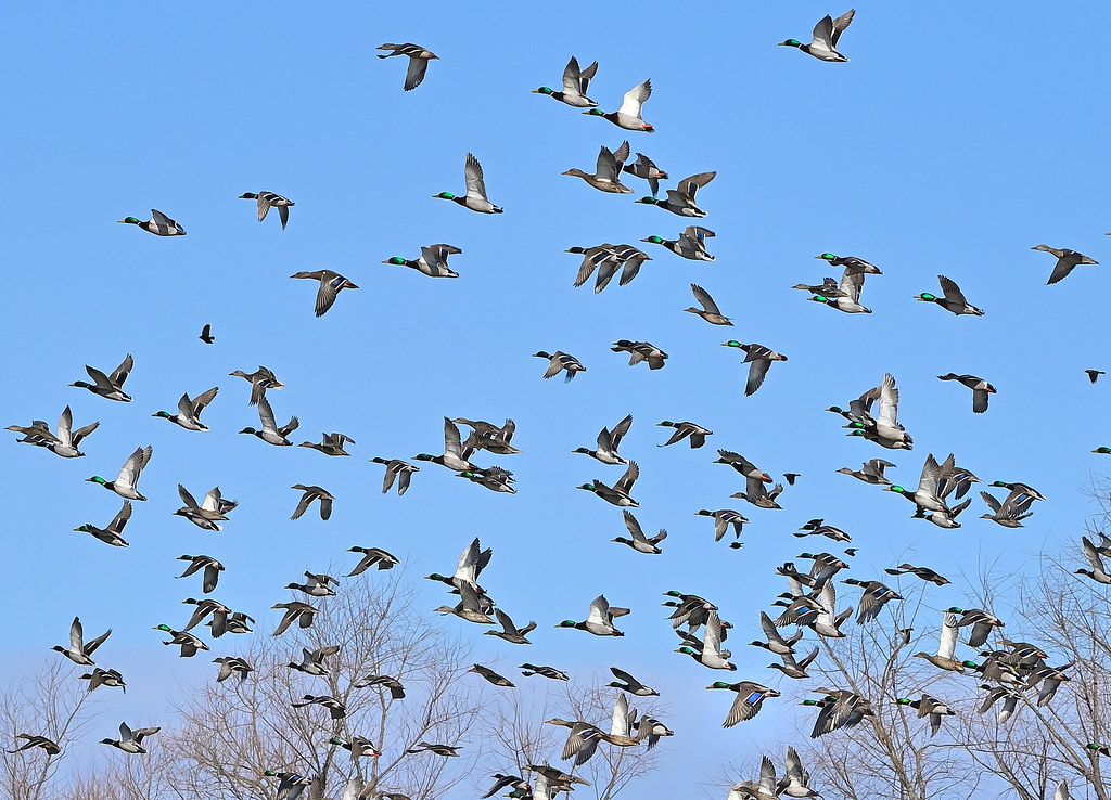 A large flock of Mallards flies against a clear blue sky.