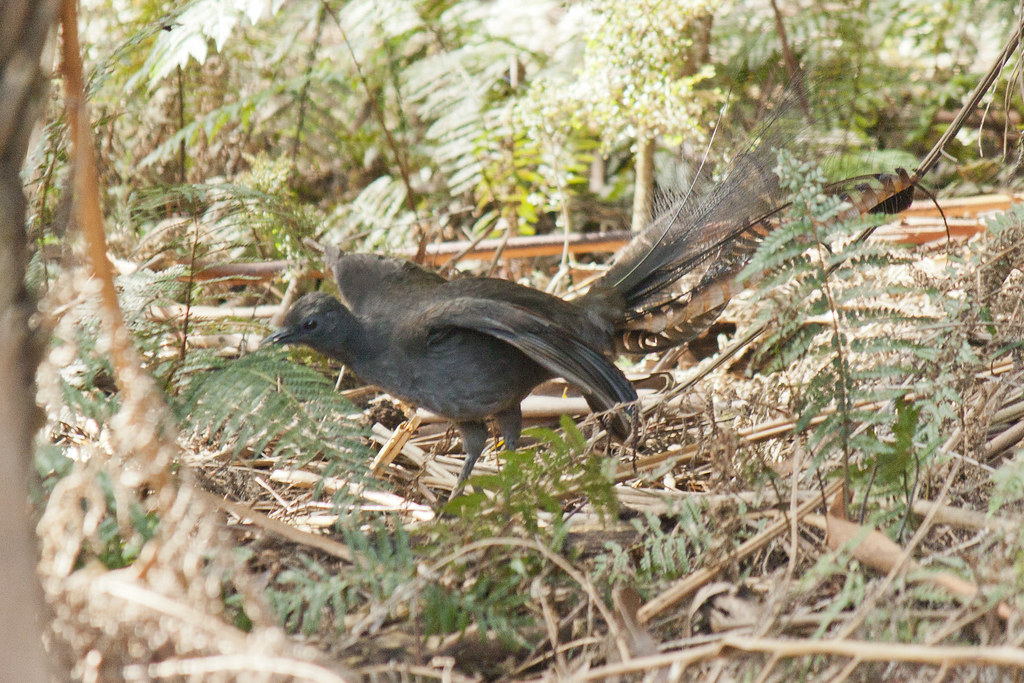 A Superb Lyrebird with its tail fanned out, standing amongst forest foliage.