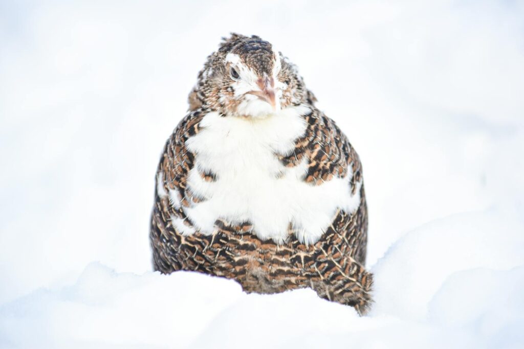 Close-up of a grouse in snowy surroundings showcasing its plumage.