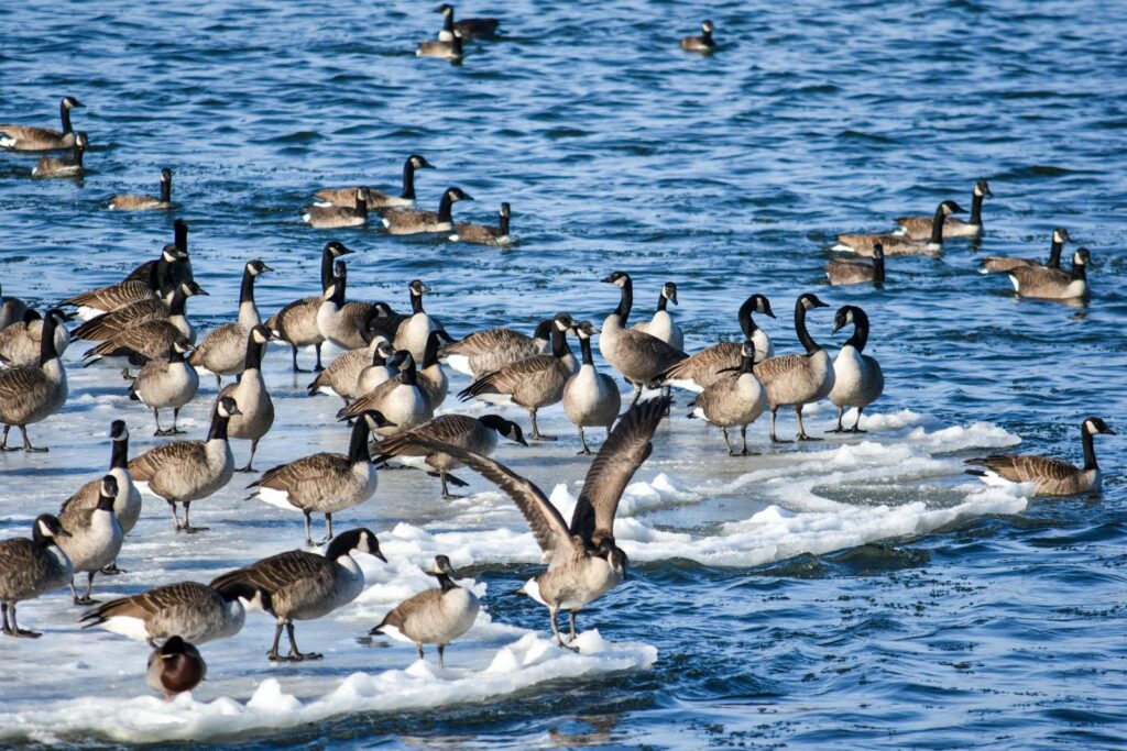 A group of Canada geese resting on ice in a lake, showcasing wildlife behavior in winter habitat.