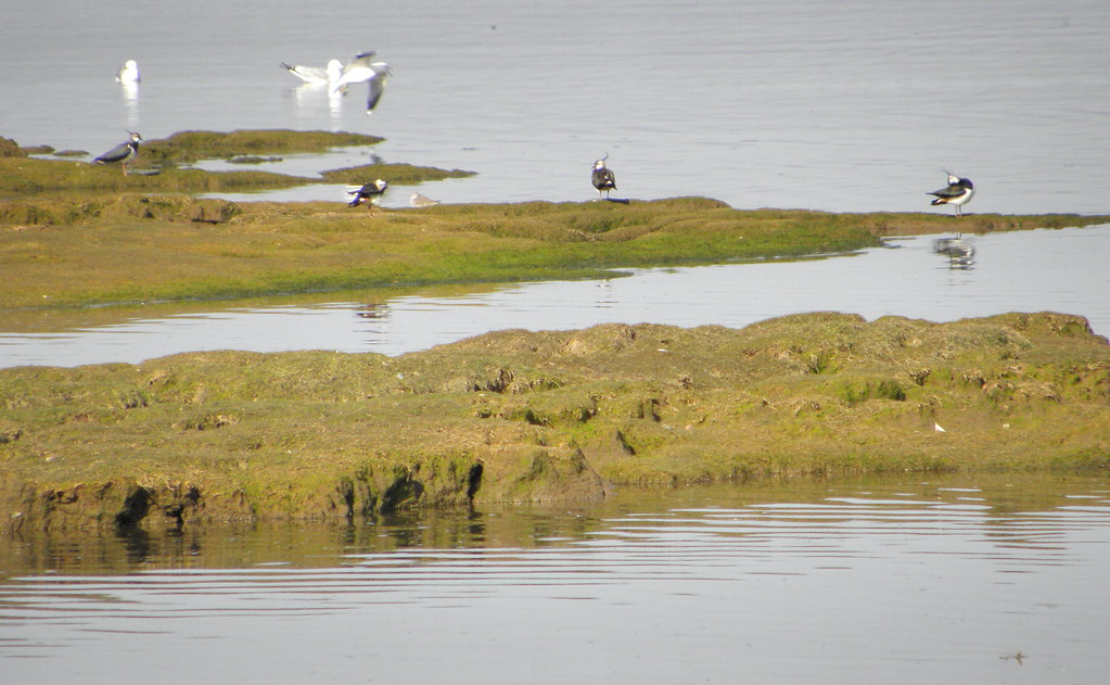 Shorebirds stand on a green, muddy bank beside calm water.