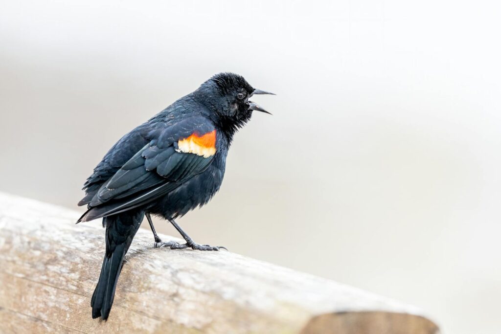 A red-winged blackbird perched on a wooden rail, calling out.