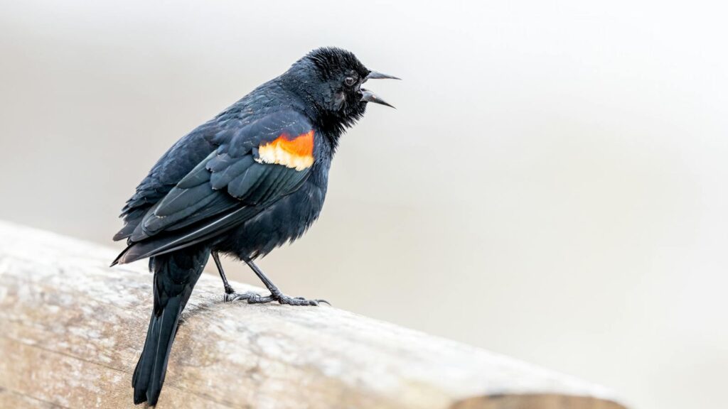 A red-winged blackbird perched on a wooden rail, calling out.
