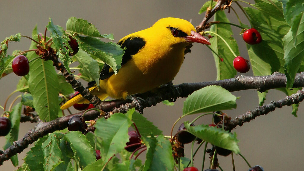 golden oriole bird perched on a branch feeding among berries