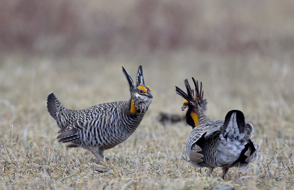 Two Greater Prairie Chickens are displaying their plumage and orange air sacs.