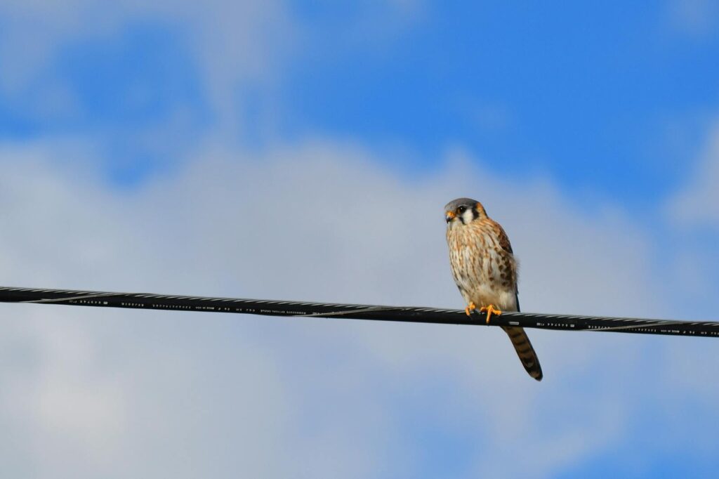 A lone American Kestrel perched on a wire with a vibrant blue sky background.