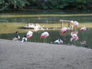 Several flamingos and ducks are near the water's edge.