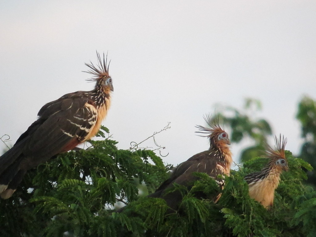 Three hoatzins with spiky crests perch on a tree.