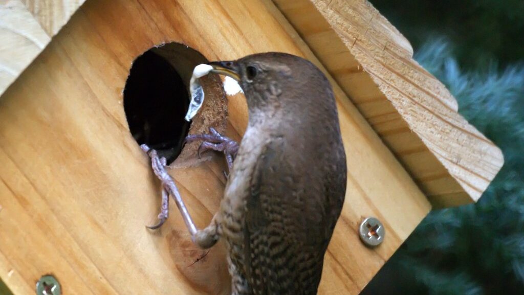 House Wren cleaning its nest