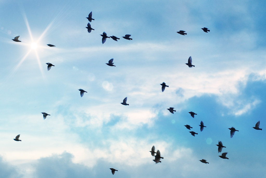 Birds fly across a blue, cloudy sky.