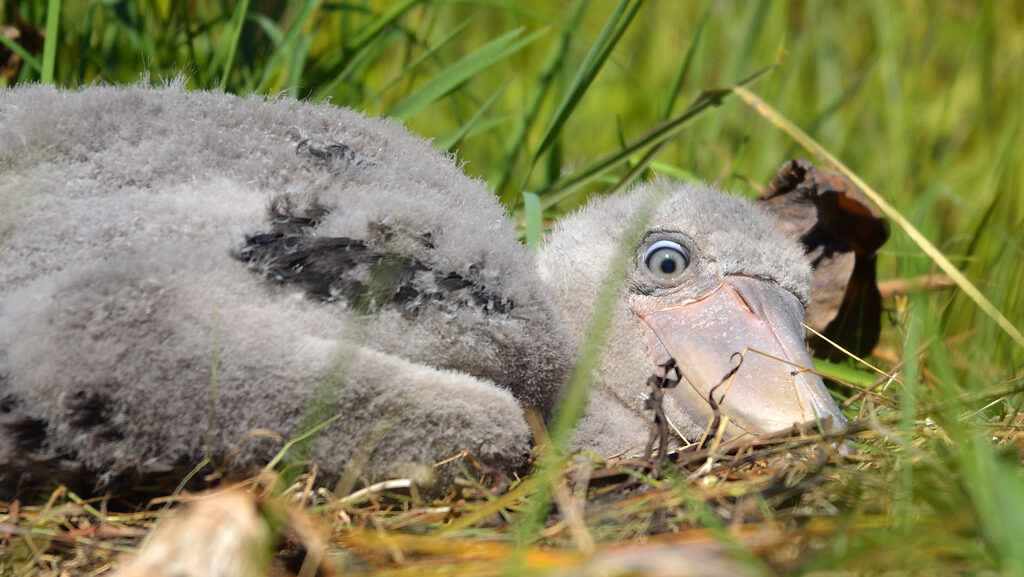 baby shoebill chick resting on the grass