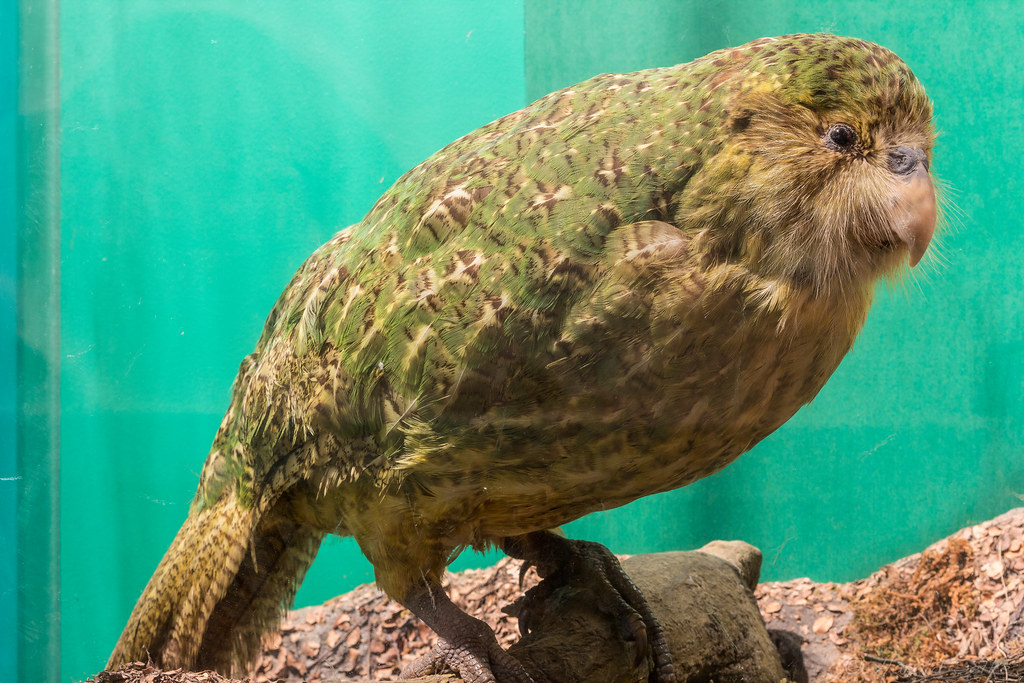 A Kākāpō with mottled green and brown feathers perches on a branch.