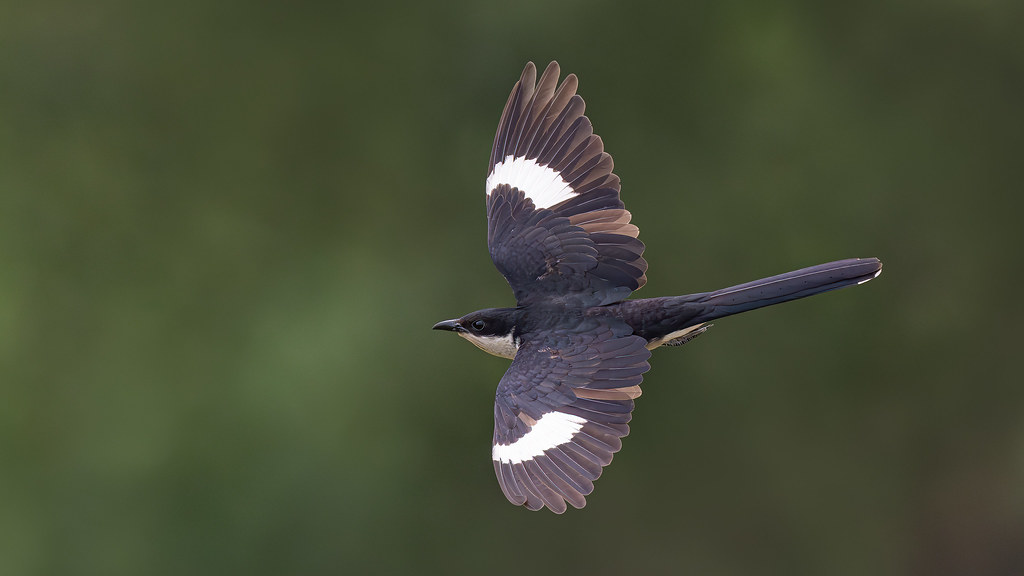 A Jacobin cuckoo flies with its black and white wings spread against a green background.