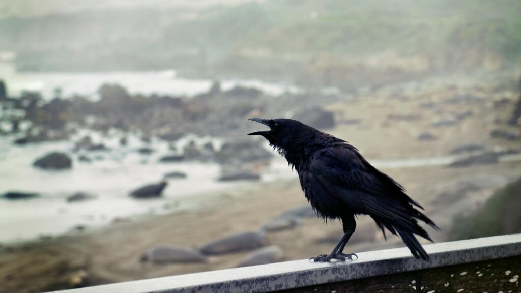 Crow cawing on a railing, overlooking a rocky coast
