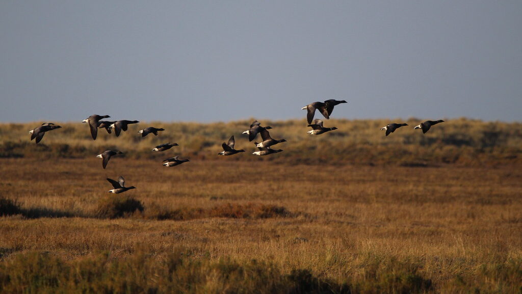 A flock of dark geese flies low over a brown field.