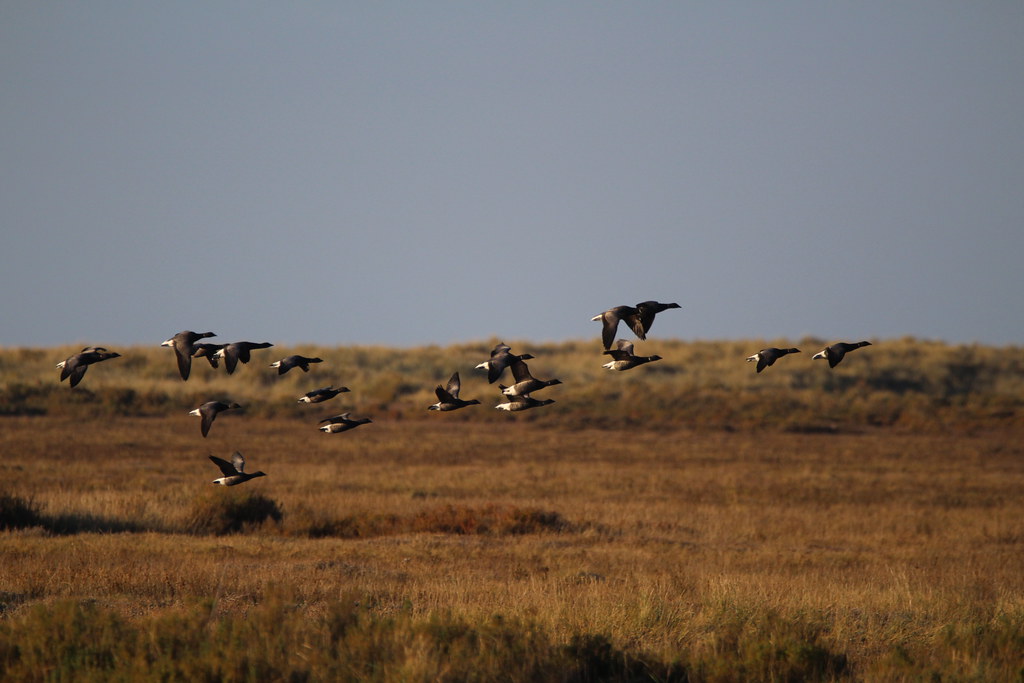A flock of dark geese flies low over a brown field.