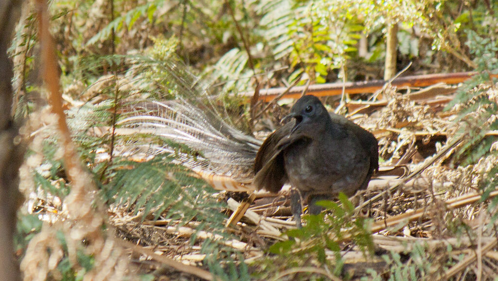 lyrebird making sounds with its mouth open