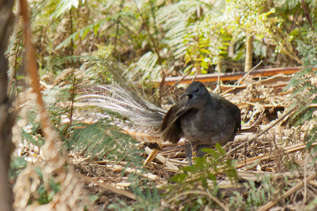 A Lyrebird is seen amidst foliage and fallen branches on the ground.