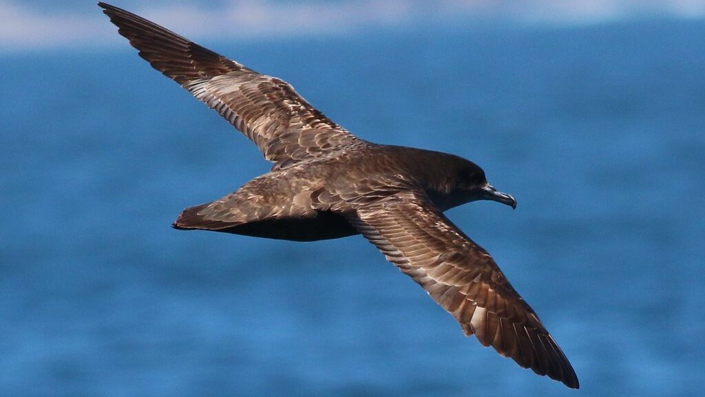 Sooty shearwater soaring over ocean surface with outstretched wings.