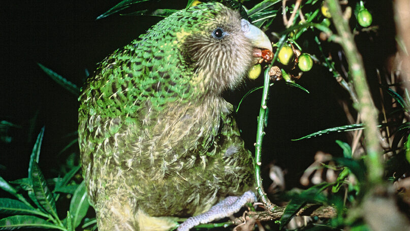 Kakapo nibbling on poroporo fruit