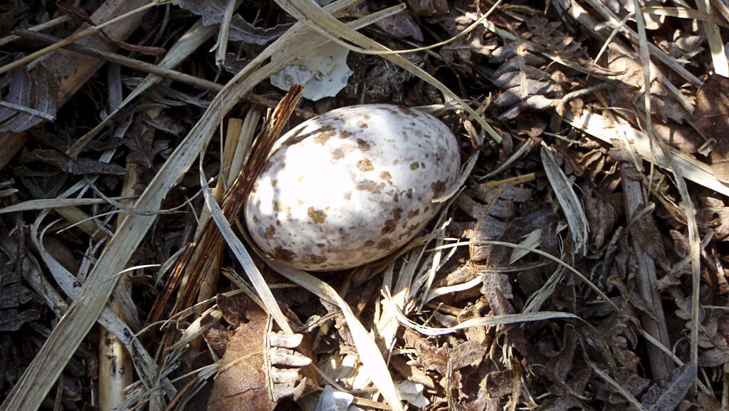 Nightjar eggs on the ground
