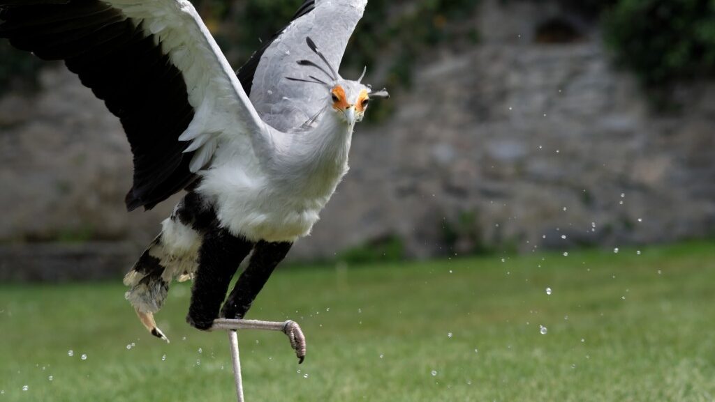 Secretary Bird with one leg lifted preparing to stomp