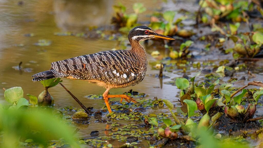 Sunbittern standing on shallow water amid leafy vegetation