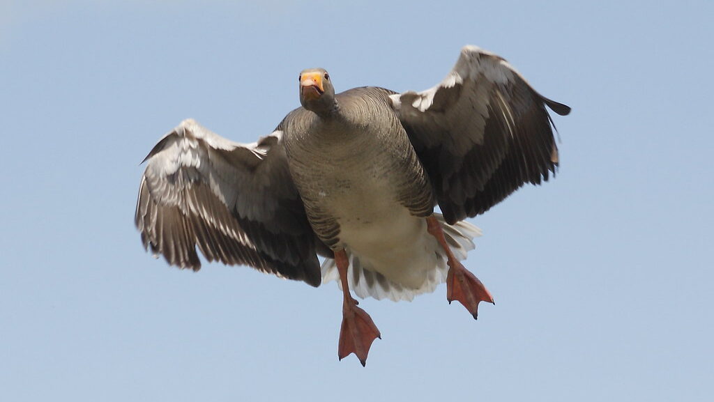 Goose in mid-flight adjusting wings to stop and change direction
