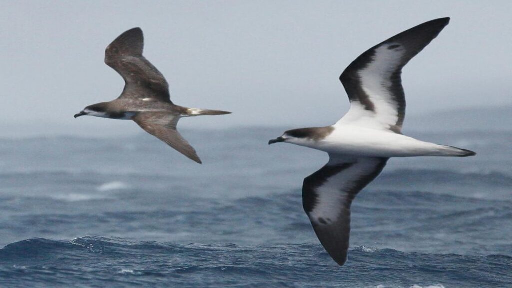 Bermuda_Petrel from The Crossley ID Guide Eastern Birds