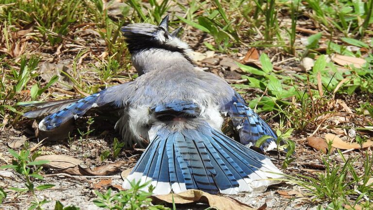 A Blue Jay anting in a backyard, showing uropygial gland