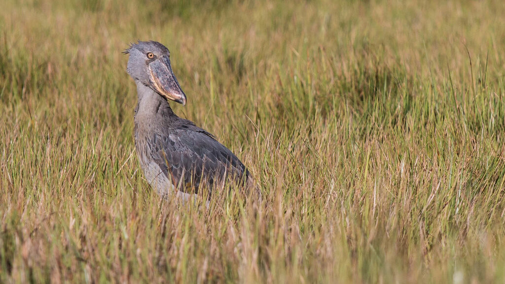 A Shoebill Stork stands in tall grass near water.