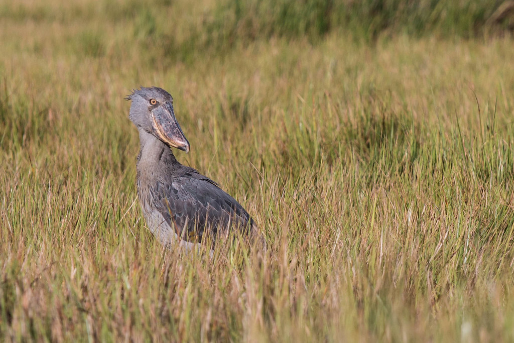 A Shoebill Stork stands in tall grass near water.