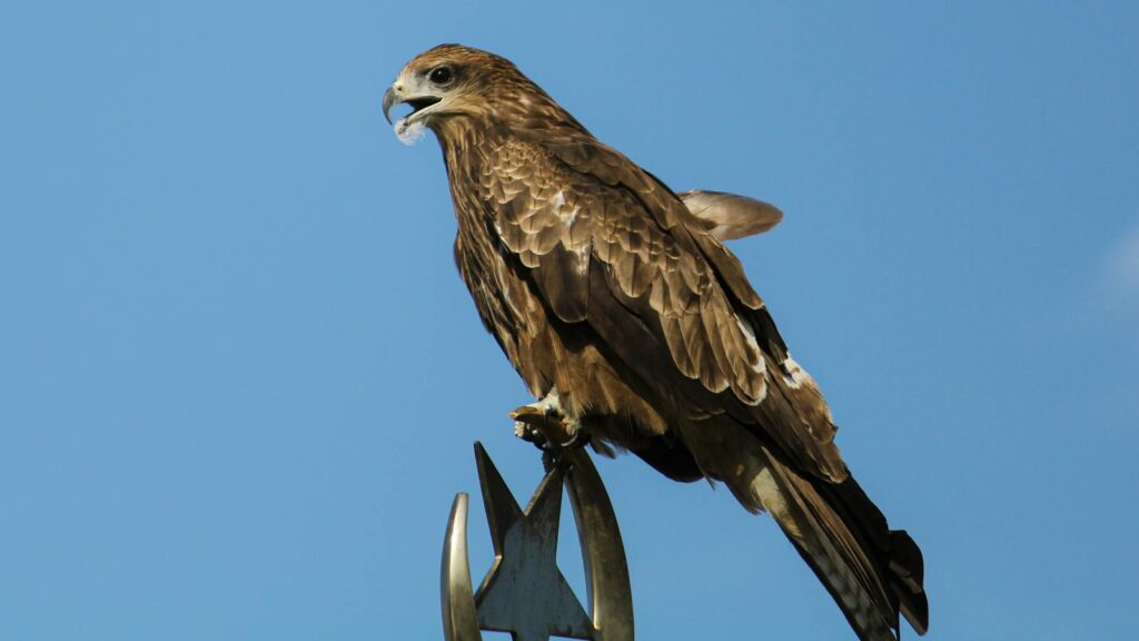 A striking black kite perched gracefully with a clear blue sky backdrop
